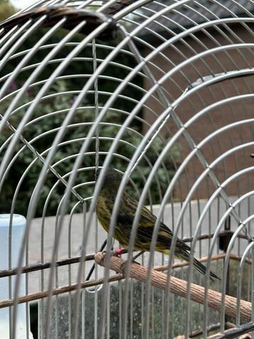 Zwarte sijs/ timbrado bastaard 2024 beschikbaar voor biedingen