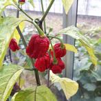 Carolina Reaper Peper plant HEETSTE PEPER HOT!!!!, Zomer, Tweejarig, Ophalen, Groenteplanten