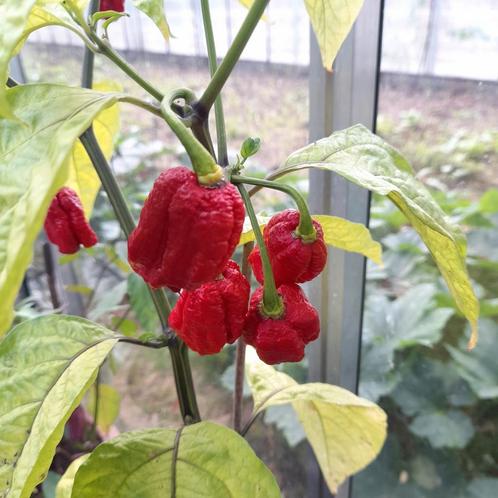 Carolina Reaper Peper plant HEETSTE PEPER HOT!!!!, Tuin en Terras, Planten | Tuinplanten, Tweejarig, Groenteplanten, Volle zon