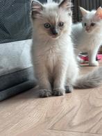 Lief knap en sociaal ragdoll katertje, Dieren en Toebehoren, Kater, Ontwormd, 0 tot 2 jaar