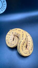 Leopard Lemonblast Desert Ghost man, Dieren en Toebehoren, Slang, 0 tot 2 jaar