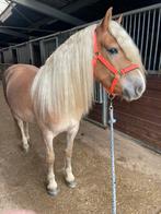 Te koop 5 jarige haflinger ruin, Dieren en Toebehoren, Minder dan 160 cm, Met stamboom, Ruin, Zadelmak