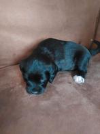 GERESERVEERD!, Dieren en Toebehoren, Overige rassen, 8 tot 15 weken, Meerdere, Meerdere dieren