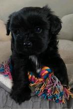 Maltipoo pup, Dieren en Toebehoren, Honden | Chihuahua's en Gezelschapshonden, Overige rassen, 8 tot 15 weken, Meerdere, Meerdere dieren