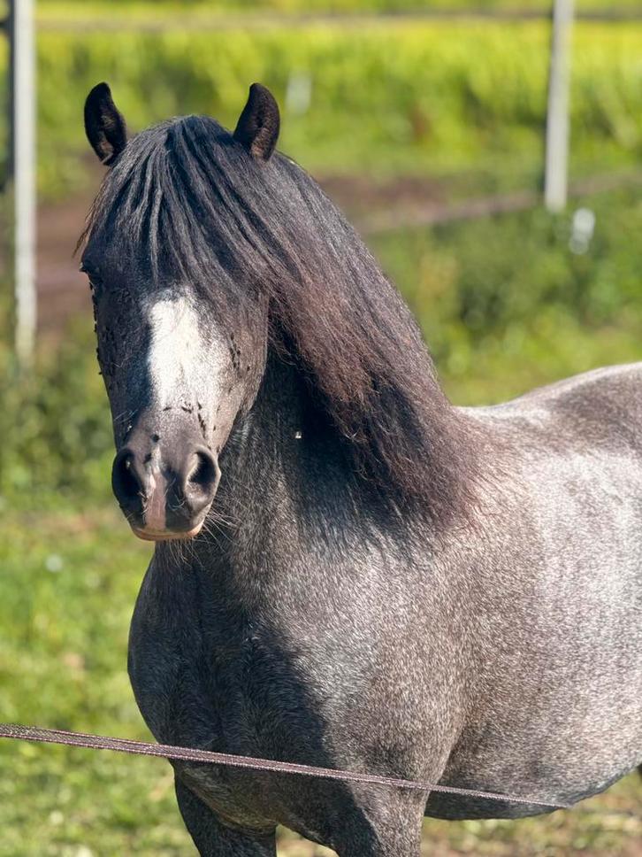 Bomproof beginners A welsh Jack !!, Dieren en Toebehoren, Paarden, Ruin, B, Minder dan 160 cm, 7 tot 10 jaar, Recreatiepaard, Met stamboom