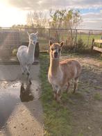 Alpaca’ s, Dieren en Toebehoren, Overige Dieren, Juni, Mannelijk