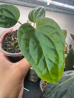 Anthurium magnificum X luxurians, Huis en Inrichting, Ophalen of Verzenden, Overige soorten, Minder dan 100 cm