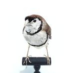 opgezette vogel bichenow astrilde taxidermy, Ophalen of Verzenden, Vogel, Opgezet dier