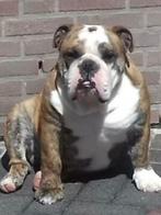 Engelse Bulldog Dekreu, Dieren en Toebehoren, Particulier, Rabiës (hondsdolheid), 3 tot 5 jaar, Reu