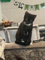 Kittens, Meerdere dieren, 0 tot 2 jaar