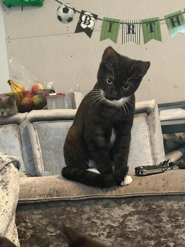 Kittens, Dieren en Toebehoren, Katten en Kittens | Overige Katten, Meerdere dieren, 0 tot 2 jaar
