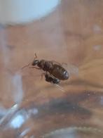 Mieren koningin, Dieren en Toebehoren, Insecten en Spinnen, Mieren