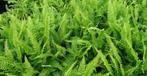 blechnum spicant - dubbelloof varen, Tuin en Terras, Planten | Tuinplanten, Varens, Vaste plant, Ophalen