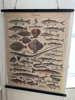Vintage Franse schoolplaat wandplaat vissen, Ophalen of Verzenden, Natuur en Biologie