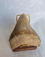 Fraaie Megalodon tand - 9,3 cm, Verzamelen, Verzenden, Fossiel