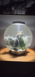 Biorb, 30 liter aquarium., Dieren en Toebehoren, Vissen | Aquaria en Toebehoren, Ophalen, Gebruikt, Gevuld zoetwateraquarium