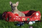Franse bulldog pups, Dieren en Toebehoren, Rabiës (hondsdolheid), 15 weken tot 1 jaar, Buitenland, Bulldog