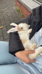 Konijn, Dieren en Toebehoren, Konijnen, Vrouwelijk, Dwerg, Hangoor, 0 tot 2 jaar
