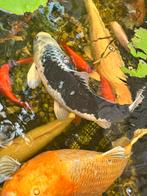 Koi, Dieren en Toebehoren, Karper of Koi