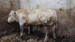 mooie witte Dikbil stier + 2 mrij vaarskalveren, Vrouwelijk, 0 tot 2 jaar