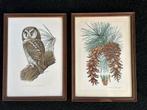 Antiek  lithografie prent Pinus + Rood poot Uil 1 koop, Antiek en Kunst, Curiosa en Brocante, Ophalen of Verzenden