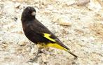 Koppel zwarte sijzen jonge en overjarige koppels, Dieren en Toebehoren, Vogels | Overige Vogels, Meerdere dieren, Geringd