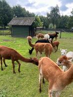 Alpaca s merrie s veulens, Dieren en Toebehoren, Juli, Vrouwelijk