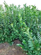 Pr. Laurier Novita en Rotundifolia, Tuin en Terras, Planten | Struiken en Hagen, Ophalen, Laurier, 100 tot 250 cm