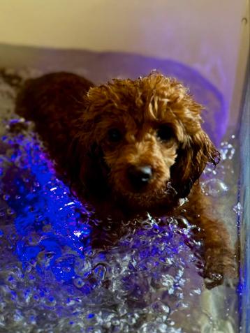  Little Jewels Salon + Spa  Luxe Vachtverzorging beschikbaar voor biedingen