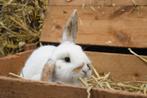 Jonge hangoordwerg konijnen | Kleine konijnen | Ingeënt, Dieren en Toebehoren, Konijnen, Meerdere dieren, Dwerg, 0 tot 2 jaar