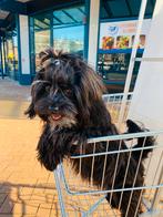 Schattige Shih Tzu/Maltezer ter dekreu, Dieren en Toebehoren, Particulier, Rabiës (hondsdolheid), 1 tot 2 jaar, Reu