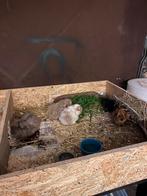 Cavia herplaatsing/adoptie  en opvang, Dieren en Toebehoren, Cavia, Mei, Meerdere dieren, Tam