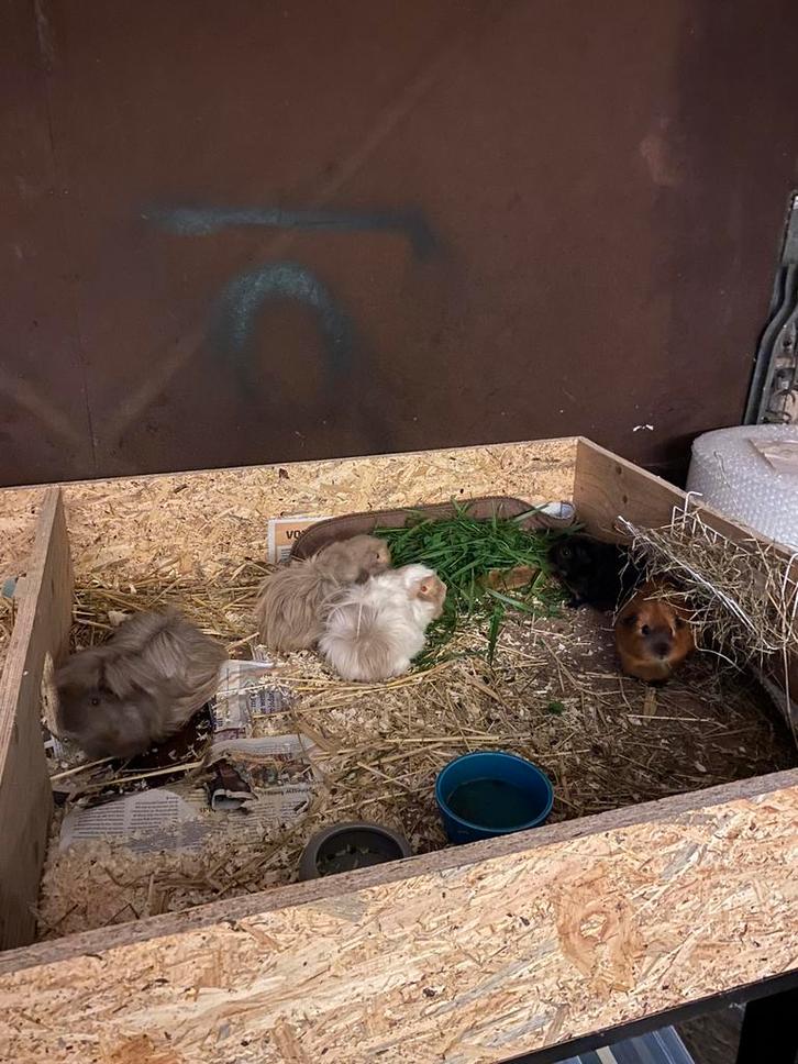 Cavia herplaatsing/adoptie  en opvang, Dieren en Toebehoren, Knaagdieren, Meerdere dieren, Cavia, Mei, Tam