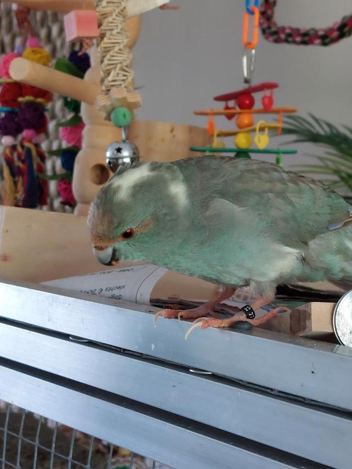 Mooie forse handtamme kakariki man, Dieren en Toebehoren, Vogels | Parkieten en Papegaaien, Parkiet, Mannelijk, Geringd