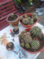 Cactussen in potten, Overige soorten, Volle zon, Vaste plant, Ophalen of Verzenden