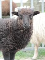 ouessant/quessant/mini schaap, Dieren en Toebehoren, Schapen, Geiten en Varkens, Mannelijk, Schaap, 0 tot 2 jaar