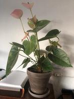 Planten 3 stuks, Tuin en Terras, Halfschaduw, Overige soorten, Minder dan 100 cm, Ophalen