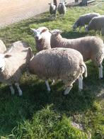 Te koop swifter dekbokken zwoegervrije gecerificeerd, Dieren en Toebehoren, Schapen, Geiten en Varkens, Mannelijk, Geit
