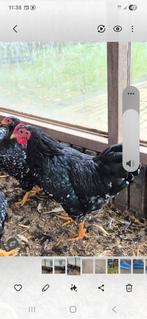 Prachtige Wyandotte zwart wit gepareld haan, Dieren en Toebehoren, Pluimvee, Mannelijk, Kip