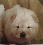 Chow chow, Particulier, 8 tot 15 weken, Buitenland, Eén hond