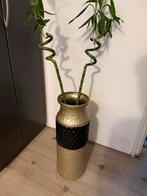 Vaas met bamboe plant, Tuin en Terras, Planten | Tuinplanten, Ophalen of Verzenden, Bloeit niet, Overige soorten, Halfschaduw