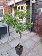 Mandarijnboom Citrus, Ophalen, Overige soorten, Volle zon