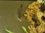 Cichlide, Dieren en Toebehoren, Vissen | Aquariumvissen, Vis