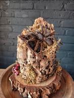 Opgezette Vogelspin, Ophalen of Verzenden, Nieuw, Insect, Opgezet dier