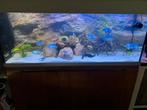 Aquarium 160 cm handgemaakt dik glas, Dieren en Toebehoren, Vissen | Aquaria en Toebehoren, Ophalen of Verzenden, Zo goed als nieuw