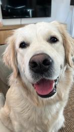 Aankondiging Golden Retriever puppy's, Dieren en Toebehoren, Golden retriever, 8 tot 15 weken, Meerdere, Meerdere dieren