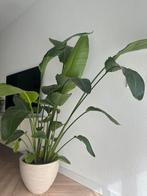 Paradijsvogelplant/strelitzia nicolai, Ophalen, Overige soorten, 100 tot 150 cm