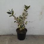 Bonte hulst | Ilex aquifolium 'Handsworth New Silver', Ophalen of Verzenden, Hulst, Minder dan 100 cm