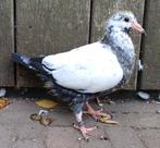 Pieper kleurpostduif, soort Gramberen/Descheemaekers, Dieren en Toebehoren, Vogels | Duiven, Meerdere dieren, Postduif