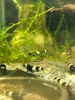 Panda garnalen, Dieren en Toebehoren, Kreeft, Krab of Garnaal, Zoetwatervis, Schoolvis